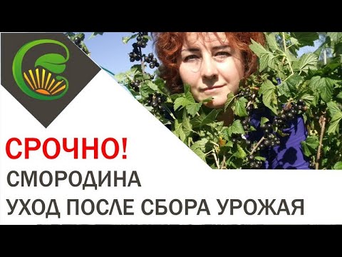 Смородина. Уход  после сбора урожая