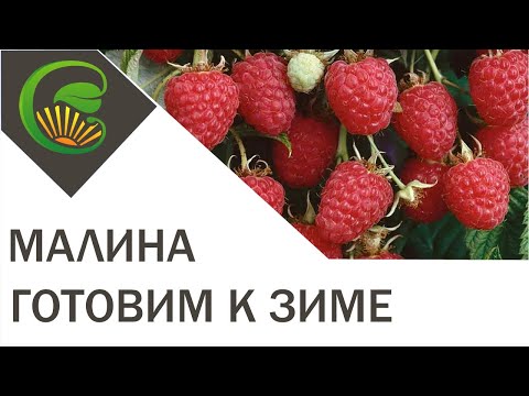 Малина. Готовим к зиме