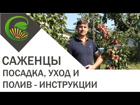 Саженцы: правильная посадка, уход и полив