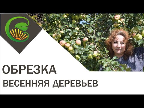 Весенняя обрезка яблонь