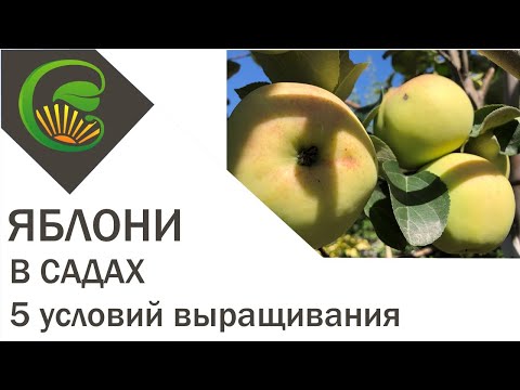 Яблони в садах. 5 условий выращивания.