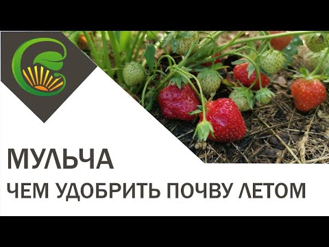 Мульча – чем удобрить почву летом