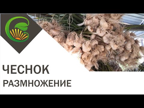 Чеснок - размножение