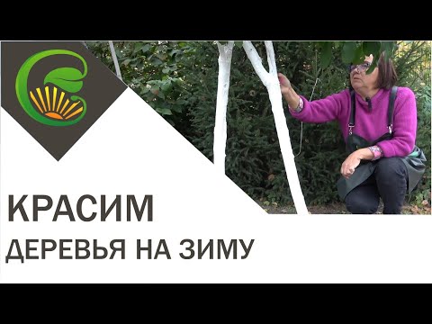Красим деревья на зиму