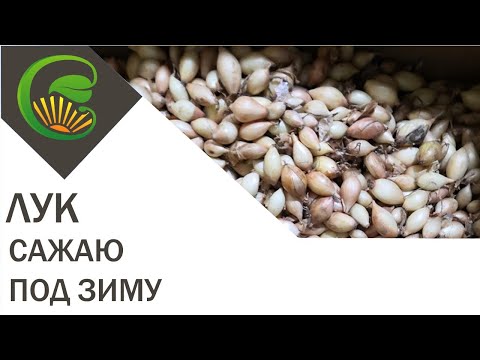 Лук сажаю под зиму