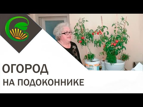 Томаты на окне