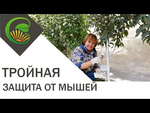 Защита от мышей