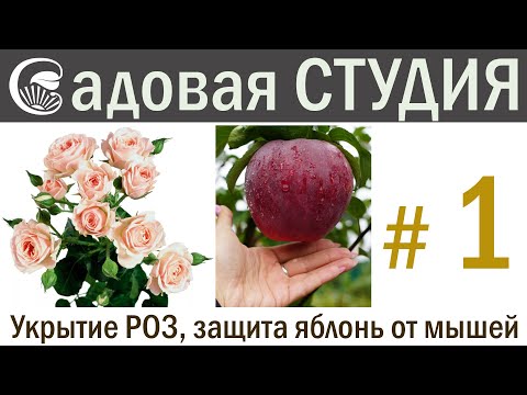 Садовая студия "Сияние", выпуск №1.