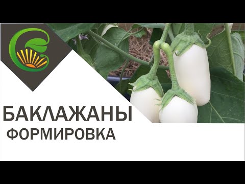 Баклажаны. Формировка