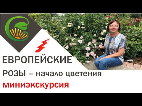 Европейские розы - начало цветения