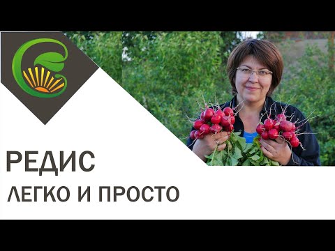 Редис: легко и просто