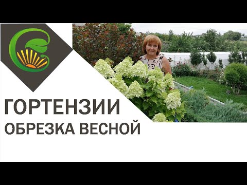 Обрезка гортензии метельчатой весной
