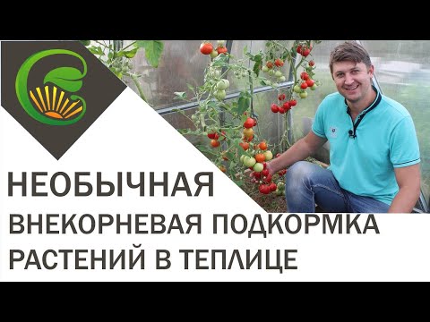 Необычное внекорневое питание растений в теплице (углеродная таблетка)