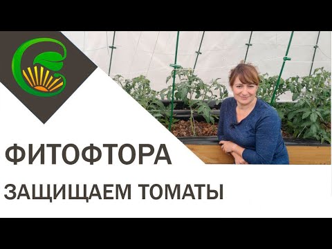 Фитофтора. Защищаем томаты