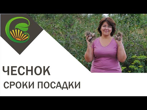 Чеснок. Сроки посадки