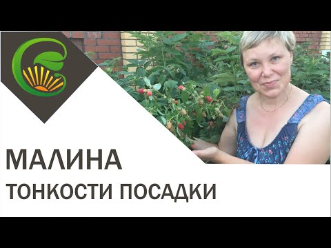Малина. Тонкости посадки
