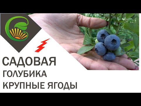 Садовая голубика - крупные ягоды