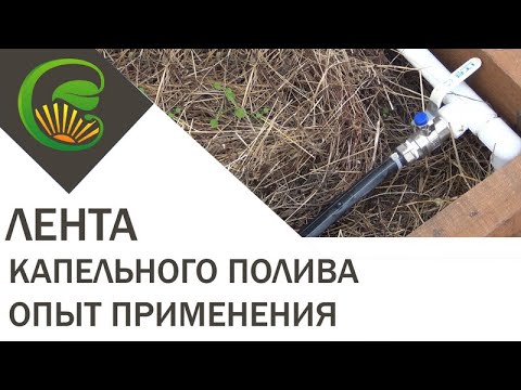 Лента капельного полива. Опыт применения