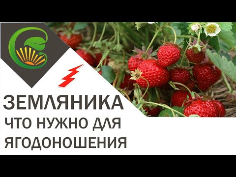 Земляника - что ей нужно для ягодоношения