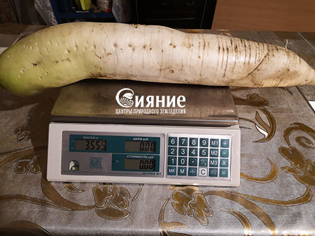 daikon6.jpg