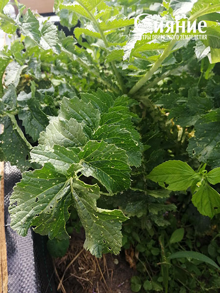 daikon-.jpg