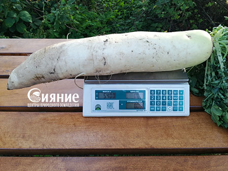 daikon9.jpg