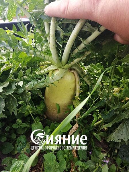 daikon-1.jpg