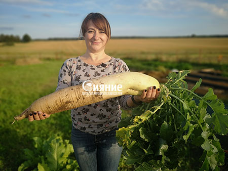 daikon4.jpg