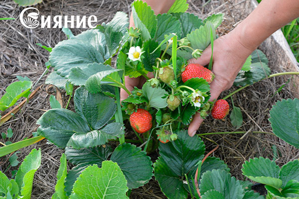 teplaia-griadka-24.jpg teplaia-griadka-24.jpg