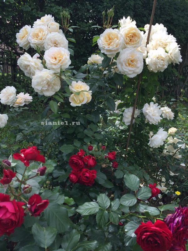 флорибунды Лионс роуз и Роткэппхен (питомник Кордес)..jpg флорибунды Лионс роуз и Роткэппхен (обе Кордес)..jpg