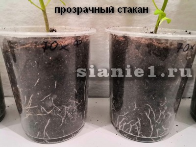 IMG_20190425_223251.jpg
