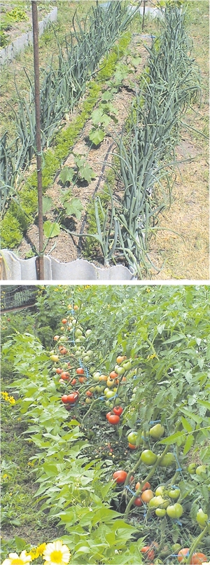 vrediteli-20.jpg vrediteli-20.jpg