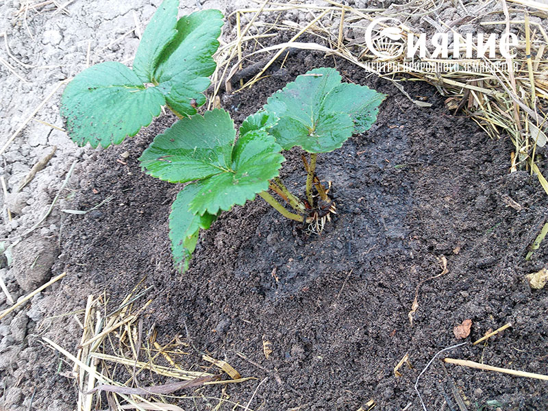 teplaia-griadka-12.jpg teplaia-griadka-12.jpg