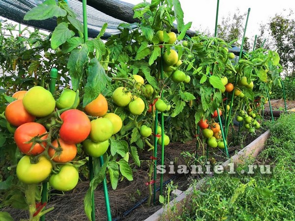 IMG_20190822_201213 7.jpg