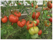 tepliza-8.jpg tepliza-8.jpg