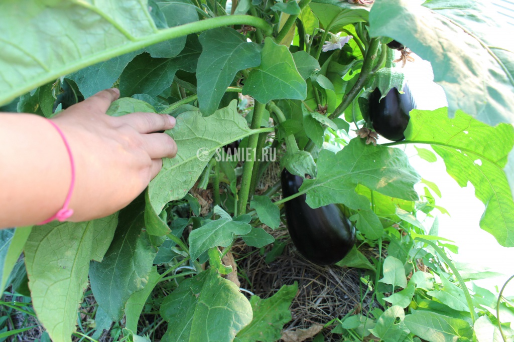 Баклажаны на обычной грядке. Август 2016.jpg 7.jpg