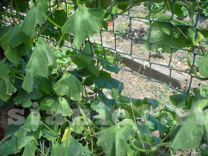 без укрытия.JPG