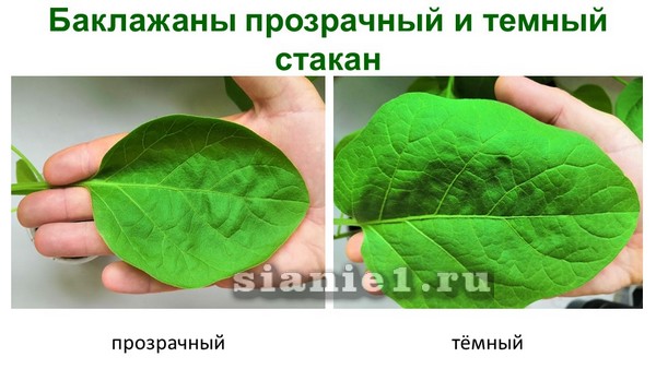 Актобе опыты Москва 19.jpg