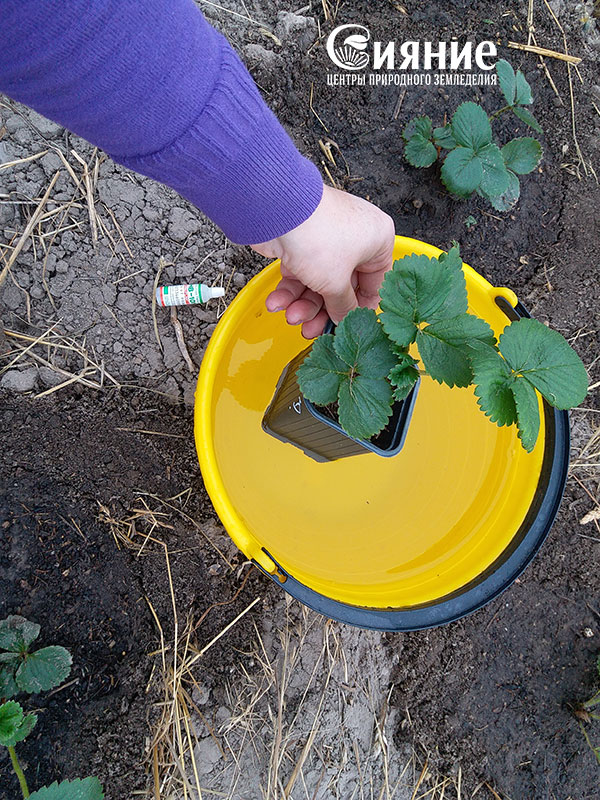 teplaia-griadka-6.jpg teplaia-griadka-6.jpg