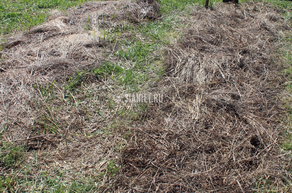 Подготовка гряды: замульчировали, пролили Сияние -1, подождали 3 недели.jpg 14.jpg