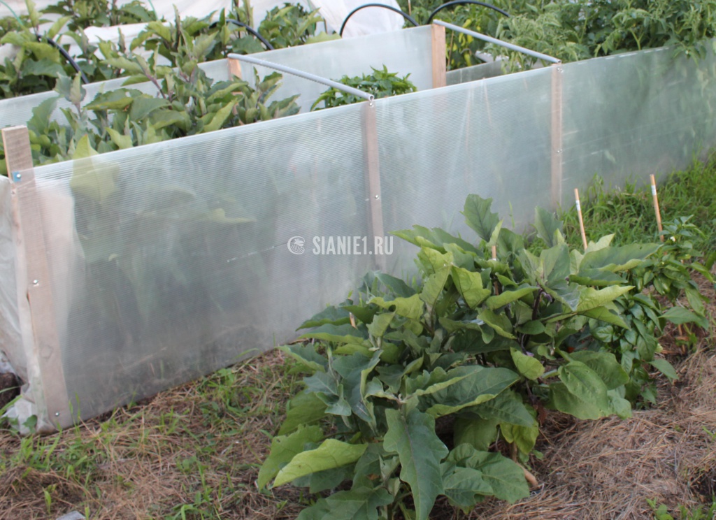 Выращивание баклажан и перцев под ветрозащитой. Баклажаны под ветрозащитой выше в два раза ( слева).jpg 4.jpg