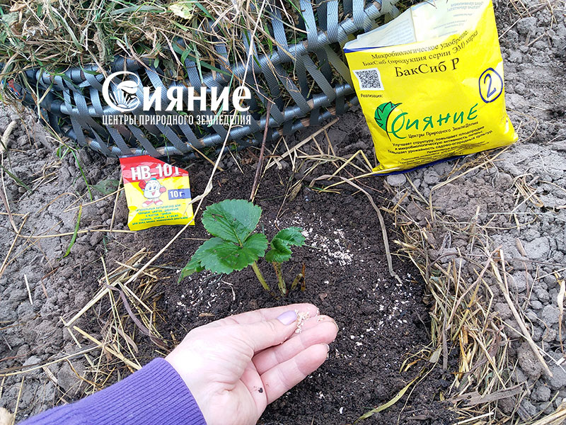 teplaia-griadka-15.jpg teplaia-griadka-15.jpg