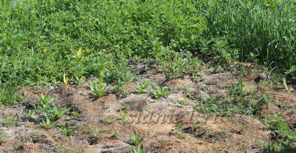 викоовсяная 2.jpg