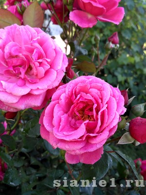 rosa-10.JPG