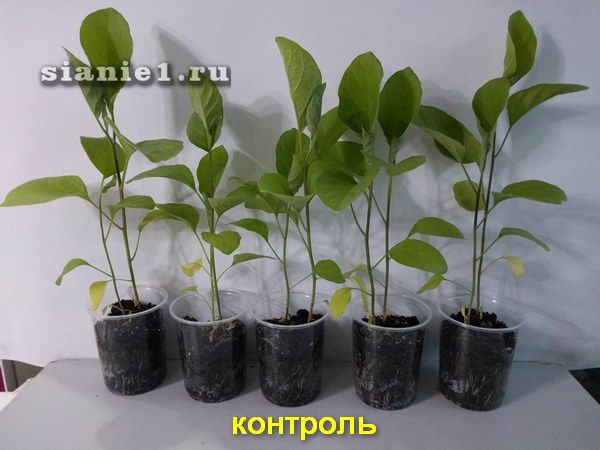 рассада контроль
