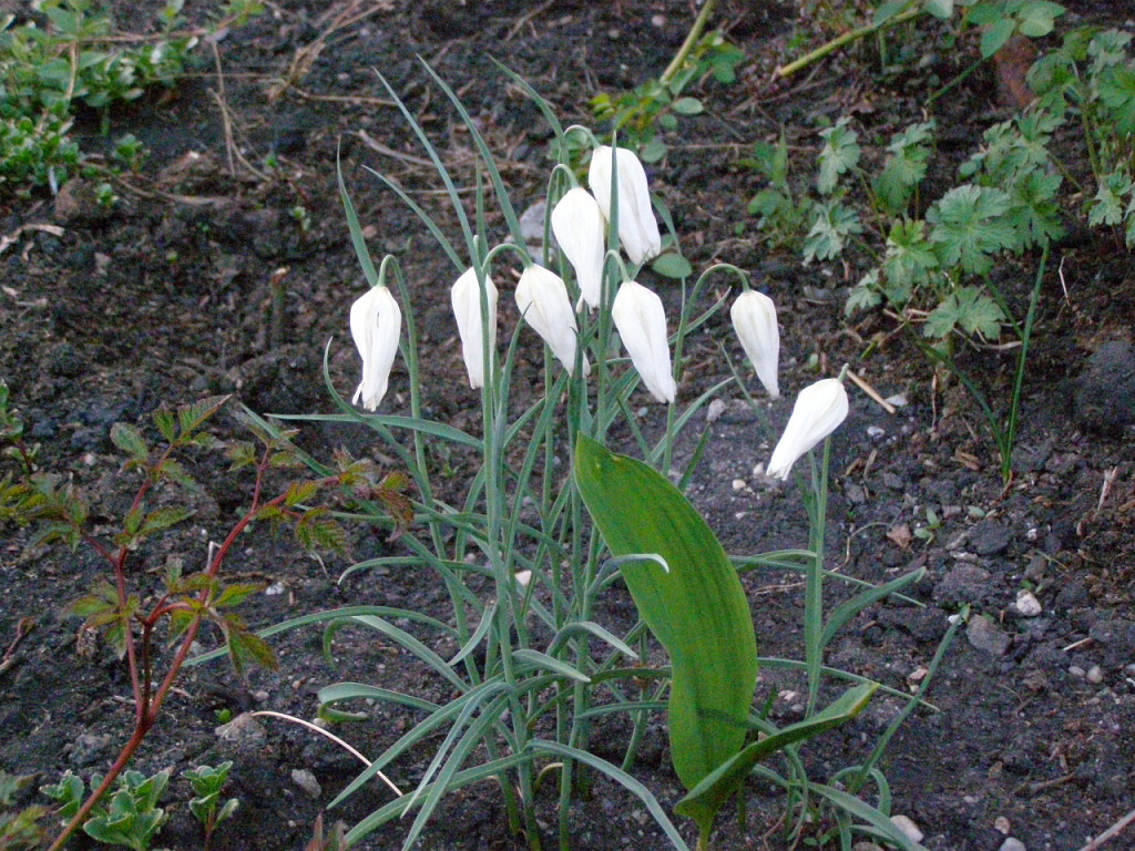 image9O9PH878.jpg image9O9PH878.jpg