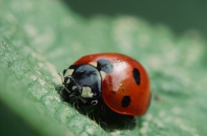vrediteli-6.jpg vrediteli-6.jpg