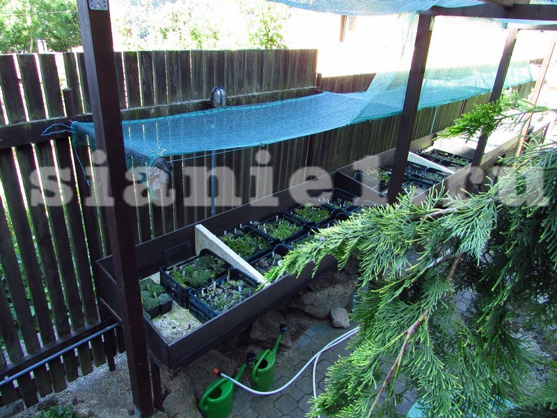 притеняем черенки.JPG