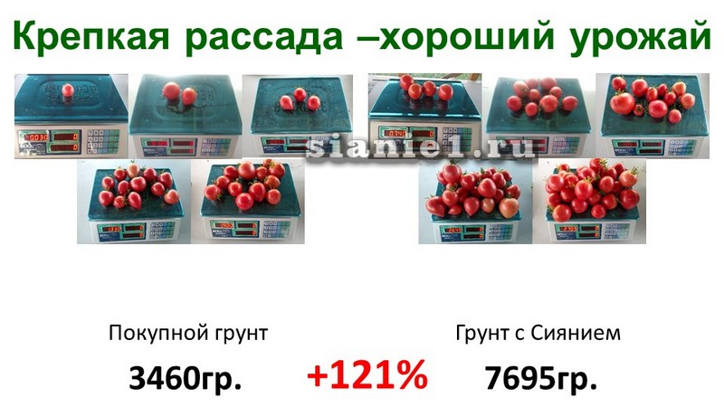 Крепкая рассада –хороший урожай.jpg