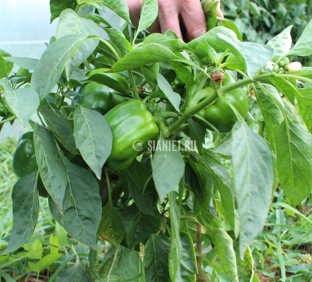 Крупноплодные перцы на обычной грядке. Август 2016 г..jpg 23.jpg